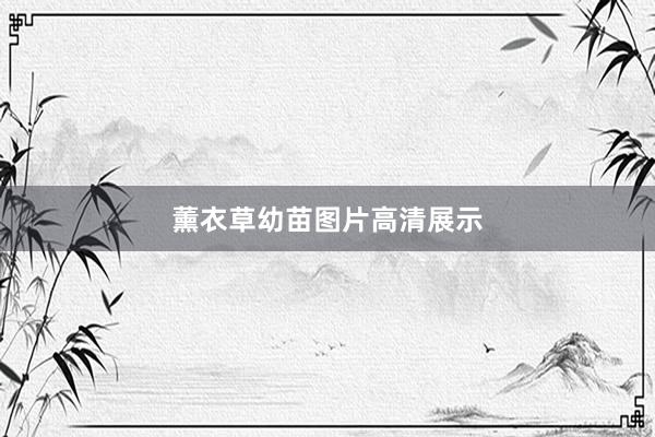 薰衣草幼苗图片高清展示